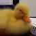 disapprovingduck
