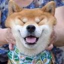 4_HappyShibaGab3n Discord Emoji