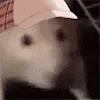 rratJAM