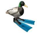 duck_spin