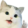 CatThumbsUp