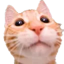 kittypls Discord Emoji