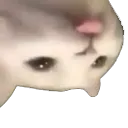 kciltac kciltac