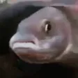UnPogFish