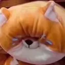 cryfox