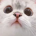 smXcatworry