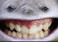 smial smial