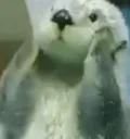 shock