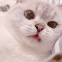 cat2 Discord emoji