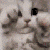 catscratch Discord emoji