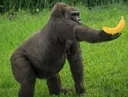 BananaGive