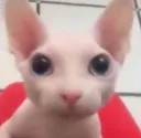 bingus