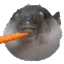 carrotpufferfish