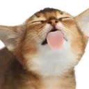 catlick2