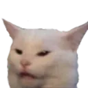 cat_confused