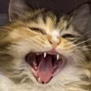 Catscream catscream Discord Emoji
