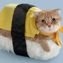 sushicat