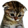 sowwy Discord emoji