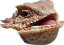 huehue Discord emoji