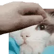 PetTzuwy