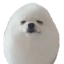Dog_egg