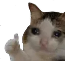 9109 Sad Cat Thumbs Up Discord Emoji