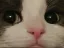 Horizon_cat