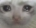 catsob