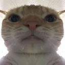 Starecat Discord Emoji