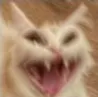 z_cat