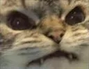 catangry