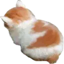 angy