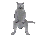 catdance Discord emoji