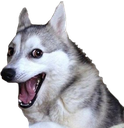 pun_dog Discord emoji