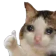 sadcat