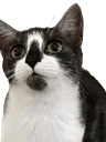 jingles2