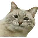 probablysmilingcat Discord Emoji