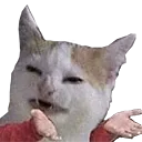 Cat What cat_what Discord Emoji