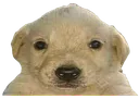 jotchua
