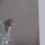 catdrag
