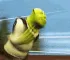 shrekrun