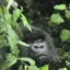 dd_gorillalurk