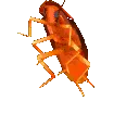 cockroach_rgb