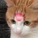 kiss