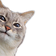 SCpeak Discord emoji