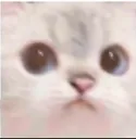catStare