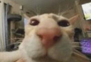Gilbur Discord emoji