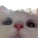 henlo