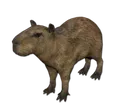 capybara_2