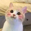 cutecat